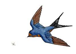 Swallows