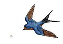 Swallows
